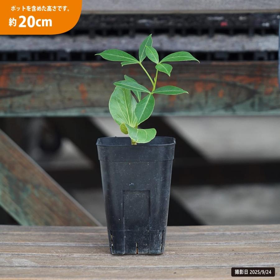 グレゴリーバオバブ 実生 3号ポット苗 : 苗木部 花ひろばオンライン