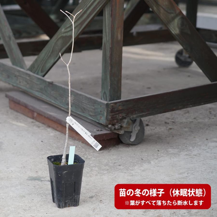 マダガスカルバオバブ 実生 3号ポット苗 : 苗木部 花ひろばオンライン