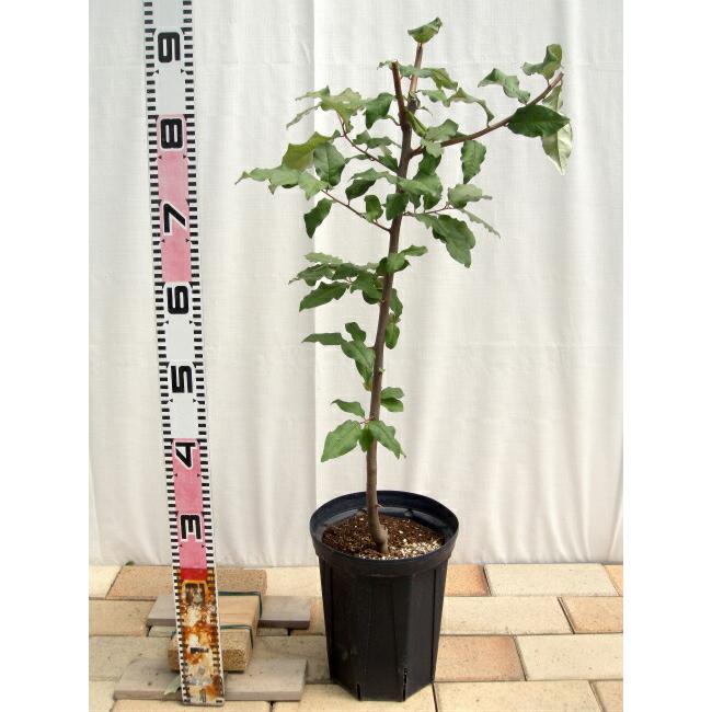 ぐみの木 ビックリグミ 2年生ロングスリット鉢植え 限定販売 予約販売 