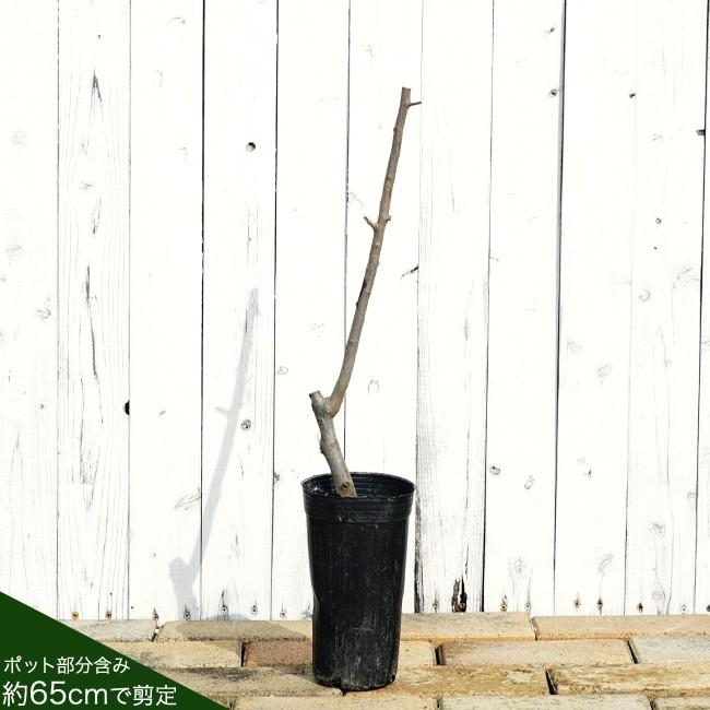 ぐみの木 ビックリグミ 1年生苗 別名 だいおうぐみ Bikkuri Gumi 苗木部 花ひろばオンライン 通販 Yahoo ショッピング