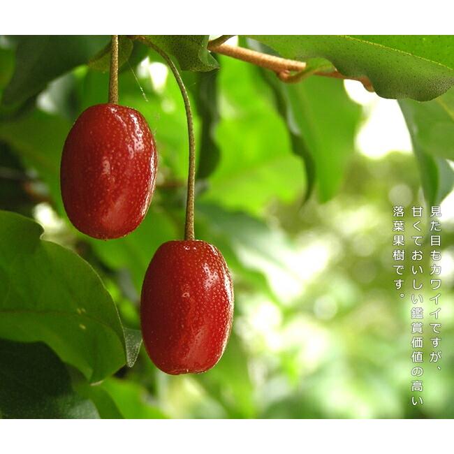 ぐみの木 ビックリグミ 1年生苗 予約販売11〜12月頃入荷予定 : 苗木部