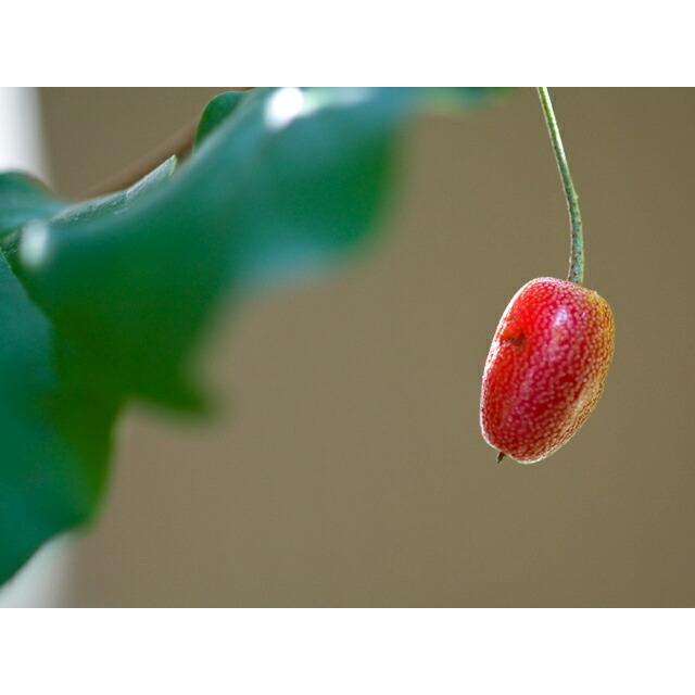 ぐみの木 ビックリグミ 1年生苗 Bikkuri Gumi 苗木部 花ひろばオンライン 通販 Yahoo ショッピング