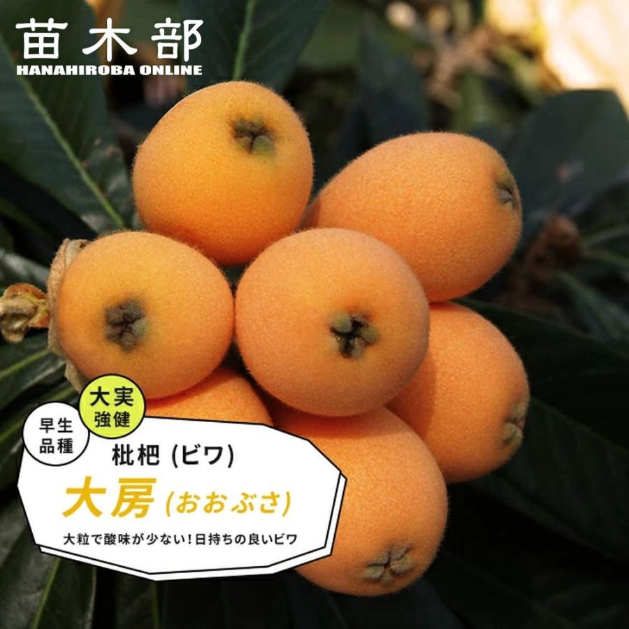 びわ 苗木 大房 1年生接木苗 予約販売10〜11月頃入荷予定 : 苗木部 花