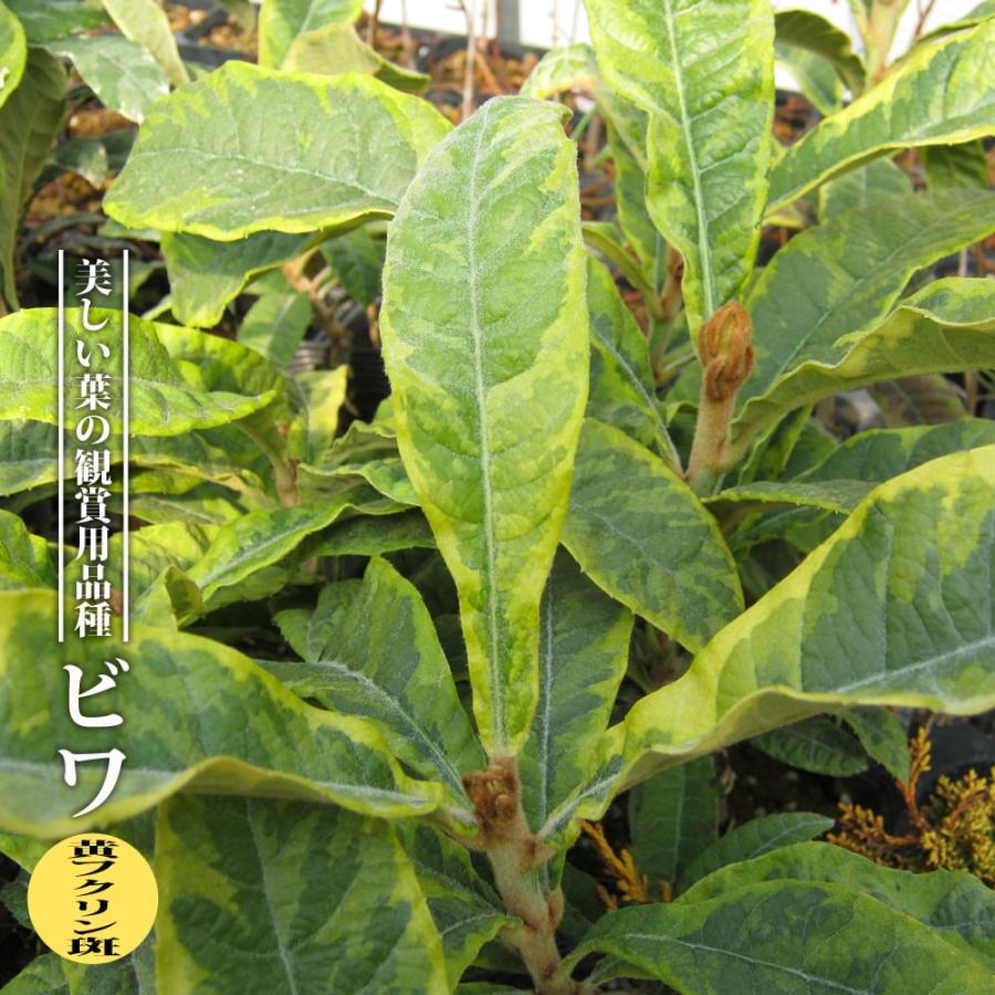 ビワ 黄フクリン斑 3 5号ポット苗 挿し木 ハナヒロバリュー Biwa Kihukurin V 苗木部 花ひろばオンライン 通販 Yahoo ショッピング