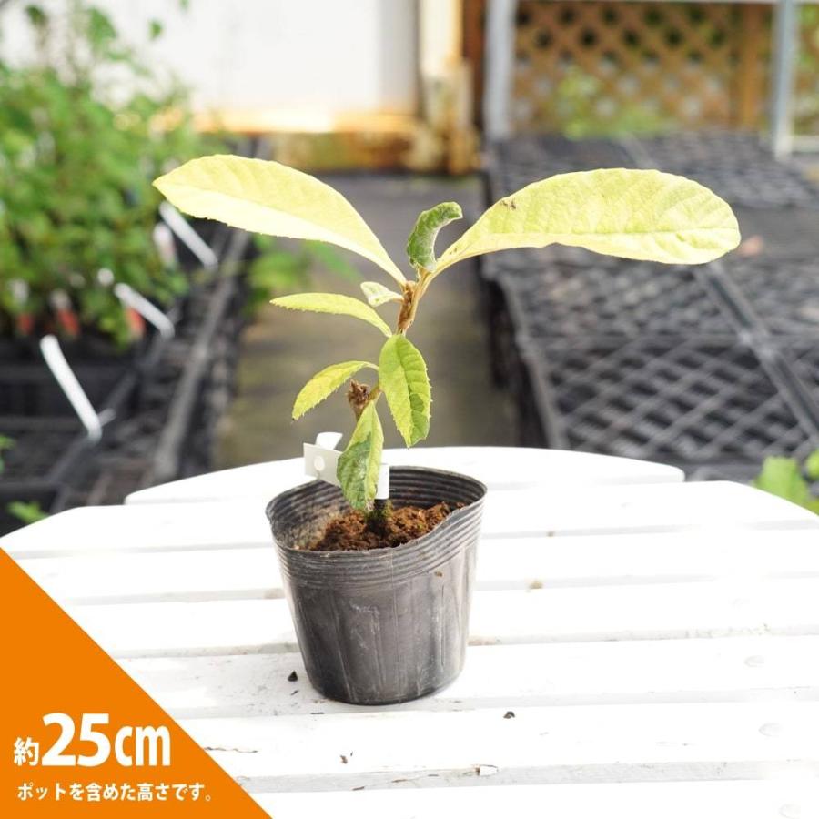 ビワ 黄フクリン斑 3 5号ポット苗 挿し木 ハナヒロバリュー Biwa Kihukurin V 苗木部 花ひろばオンライン 通販 Yahoo ショッピング