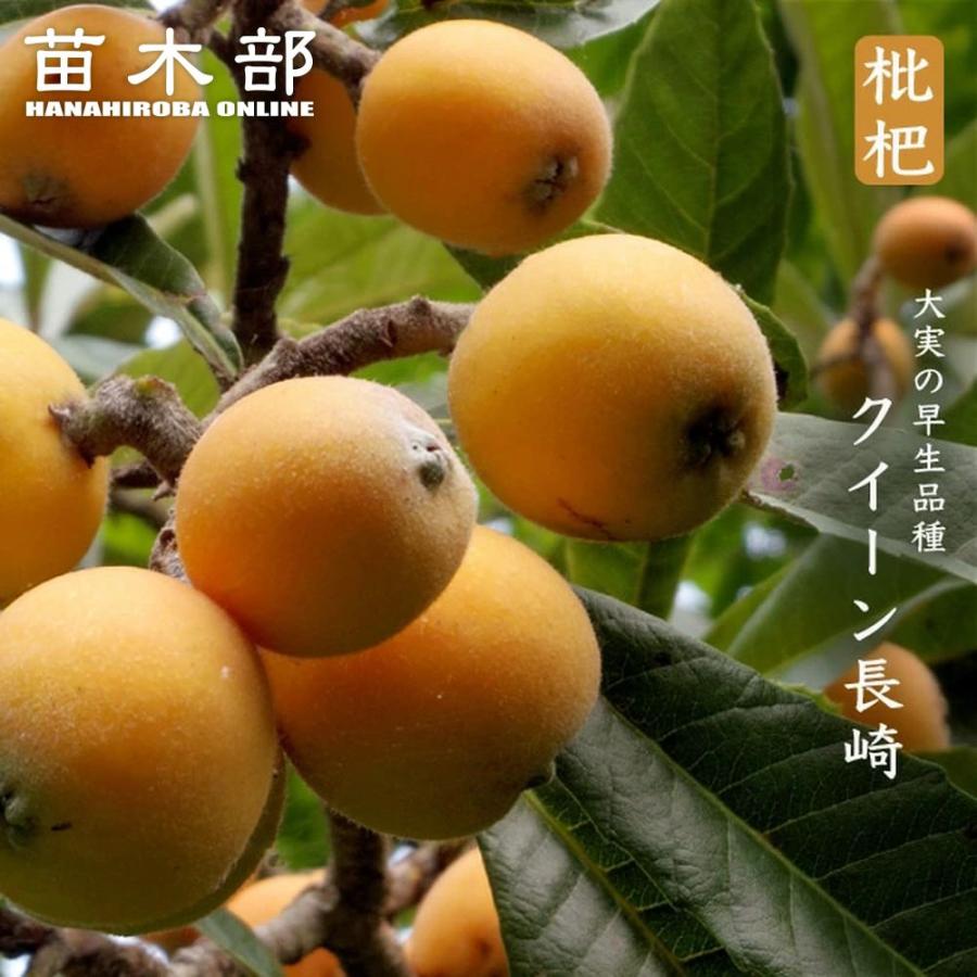 枇杷/ビワ苗木 実付き【長崎クイーン/クイーン長崎】 ポットごと