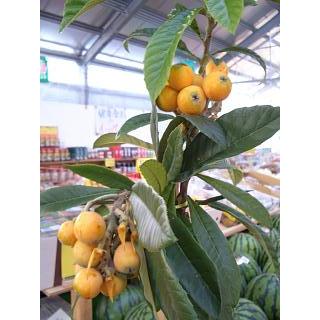 びわ 苗木 田中びわ 1年生接木苗 : 苗木部 花ひろばオンライン - 通販