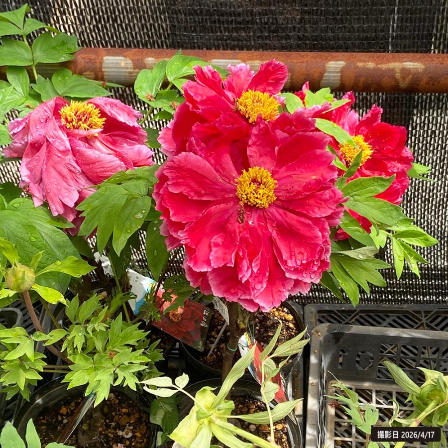 緋の司 （濃赤色） 牡丹 2年生 6号スリット鉢植え : 苗木部 花ひろば