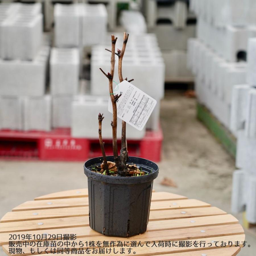 百花撰 （ピンク色） 牡丹 2年生 6号スリット鉢植え : 苗木部 花ひろば