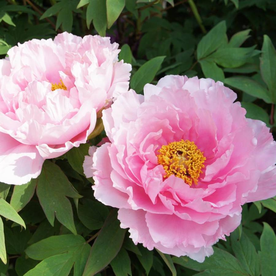 春日山 （ピンク色） 寒牡丹 2年生6号スリット苗 : 苗木部 花ひろば