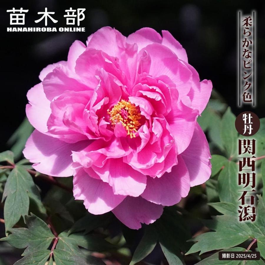 関西明石潟 （ピンク色） 牡丹 2年生 6号スリット鉢植え 爆買いweek