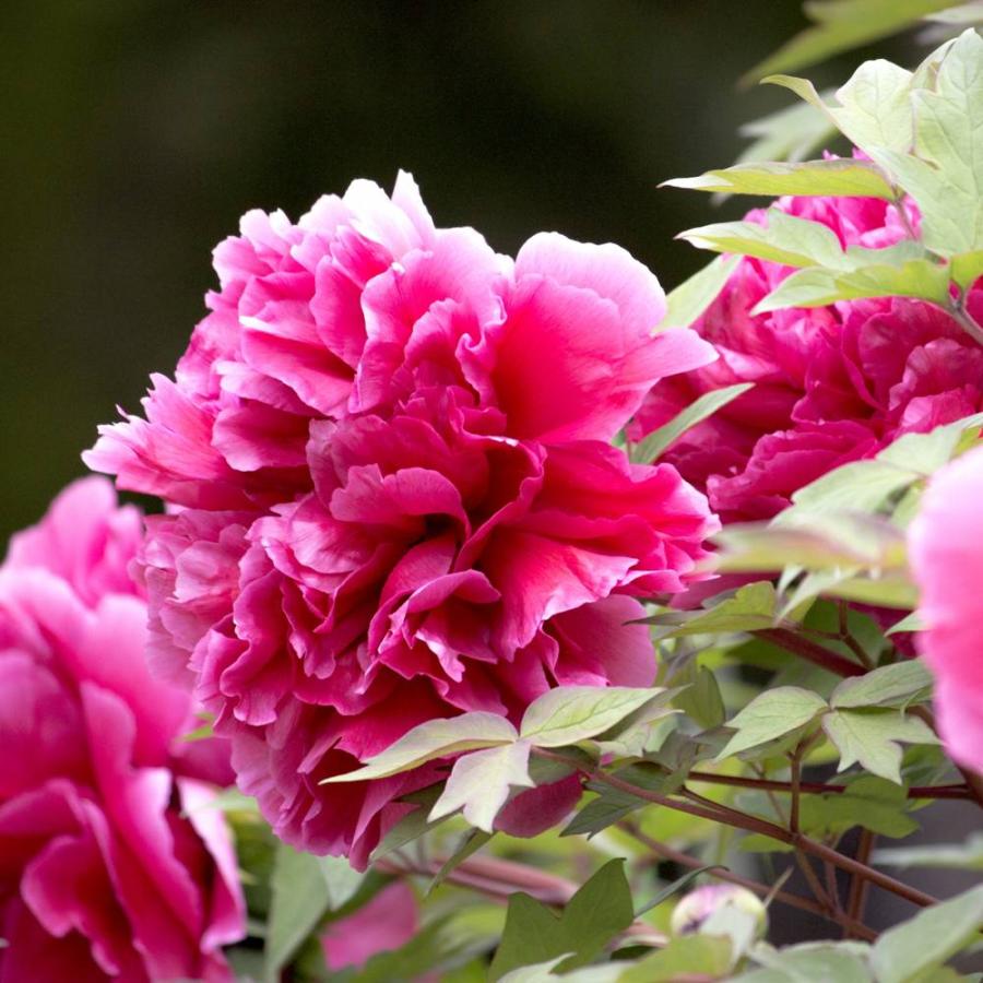 花王 （赤紫色） 牡丹 2年生 6号スリット鉢植え : 苗木部 花ひろば