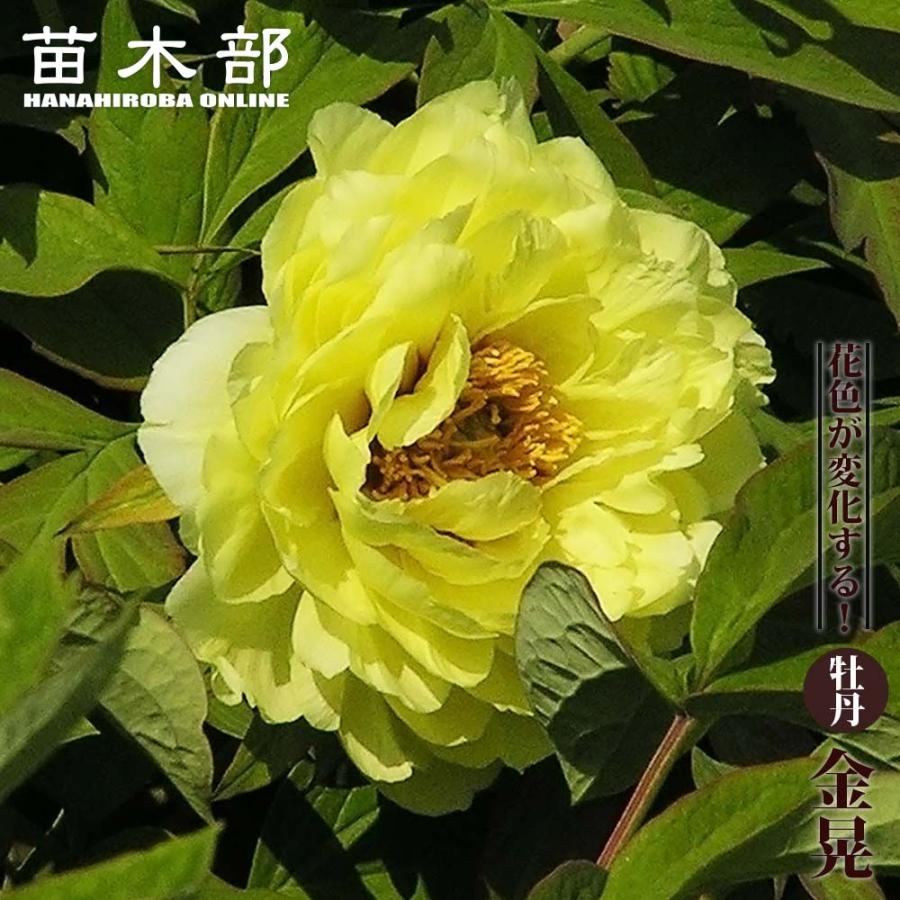 金晃（キンコウ） （黄色） 牡丹 2年生 6号スリット苗 : 苗木部 花