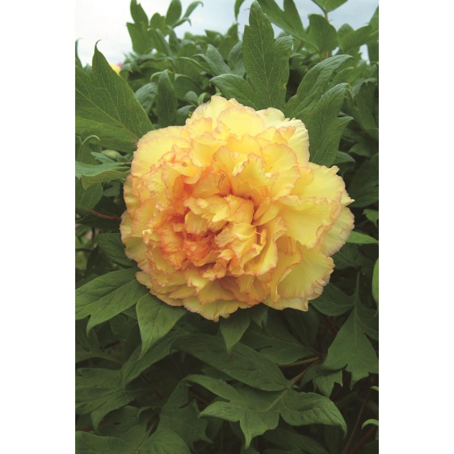 金鵄 黄 オレンジ色 牡丹 2年生 6号スリット苗 Botan Kinshi 苗木部 花ひろばオンライン 通販 Yahoo ショッピング