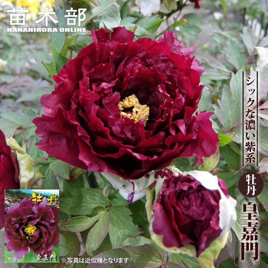 牡丹 （黒赤色） 皇嘉門（コウカモン） 2年生苗 : 苗木部 花ひろば