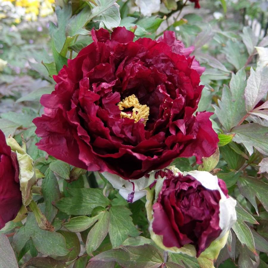 牡丹 （黒赤色） 皇嘉門（コウカモン） 2年生苗 : 苗木部 花