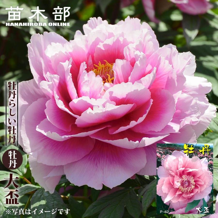 大盃 牡丹 2年生 6号スリット苗 : 苗木部 花ひろばオンライン - 通販