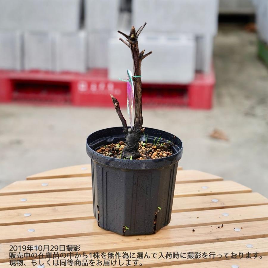 黄冠 （黄色） 牡丹 2年生 6号スリット鉢植え : 苗木部 花ひろば