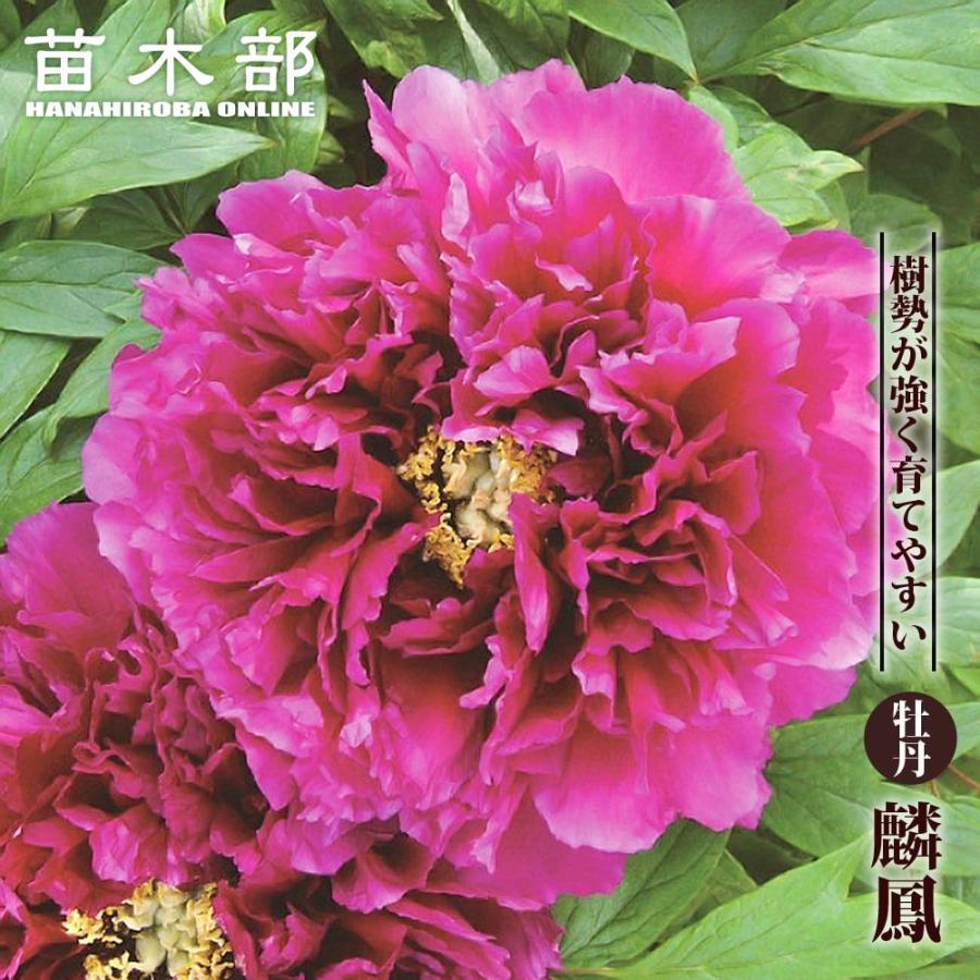 麟鳳 （紫色） 牡丹 2年生 6号スリット苗 : 苗木部 花ひろばオンライン