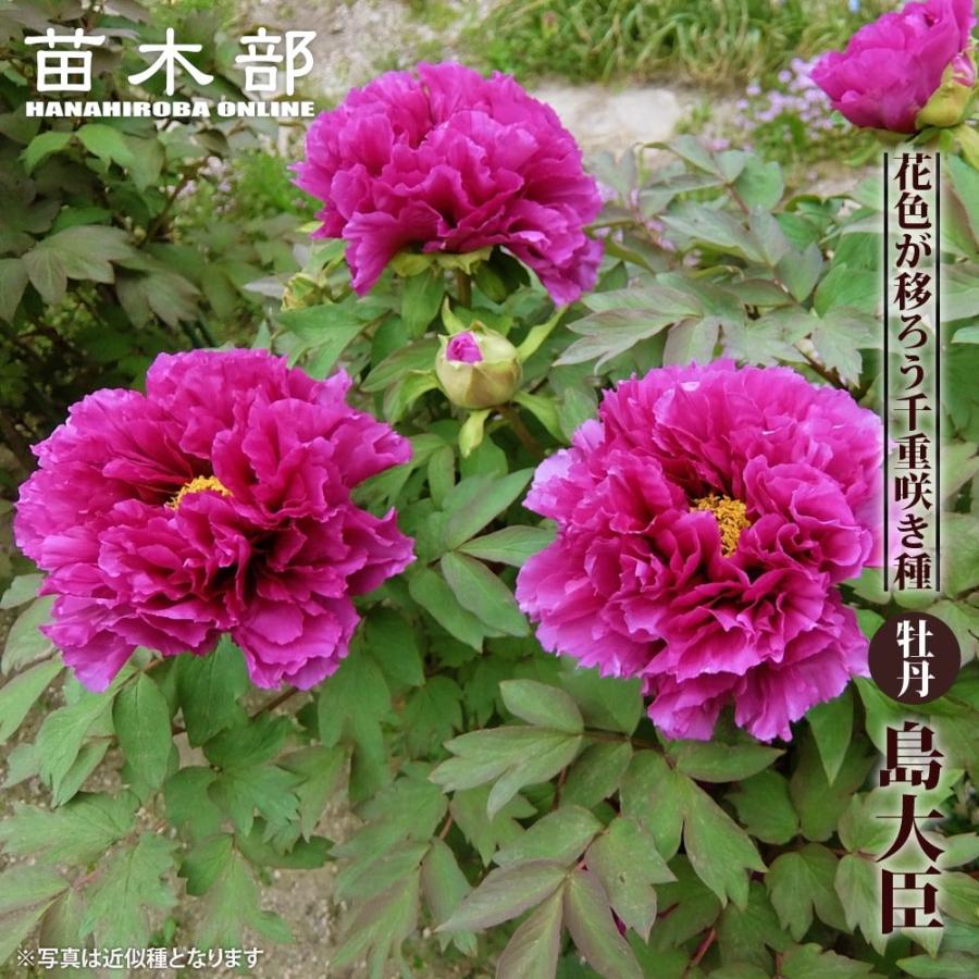 牡丹 島大臣 特大株 抜き苗発送 【公式通販】