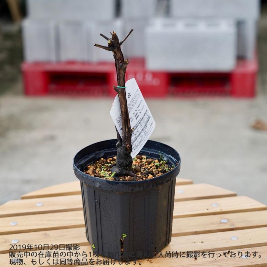 紫雲殿 （濃赤紫色） 牡丹 2年生 6号スリット鉢植え : 苗木部 花ひろば