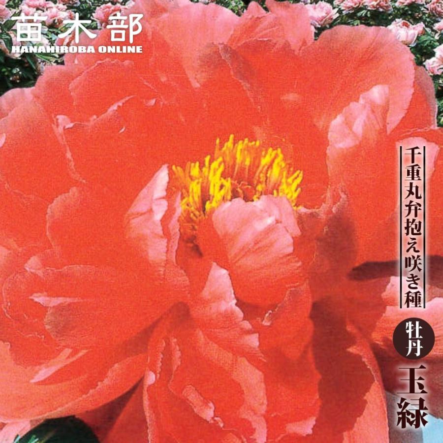 牡丹 （紅色） 玉緑 （たまみどり） 2年生 6号スリット鉢植え 爆買い