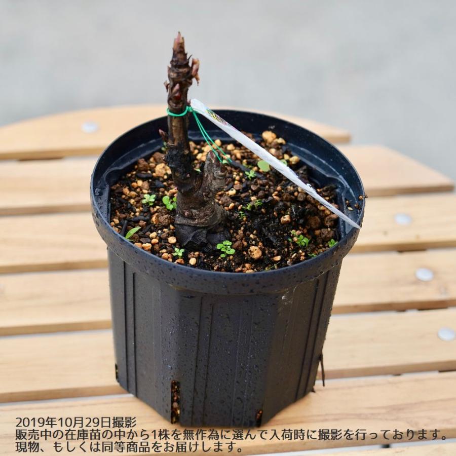 牡丹 （紅色） 玉緑 （たまみどり） 2年生 6号スリット鉢植え 爆買い