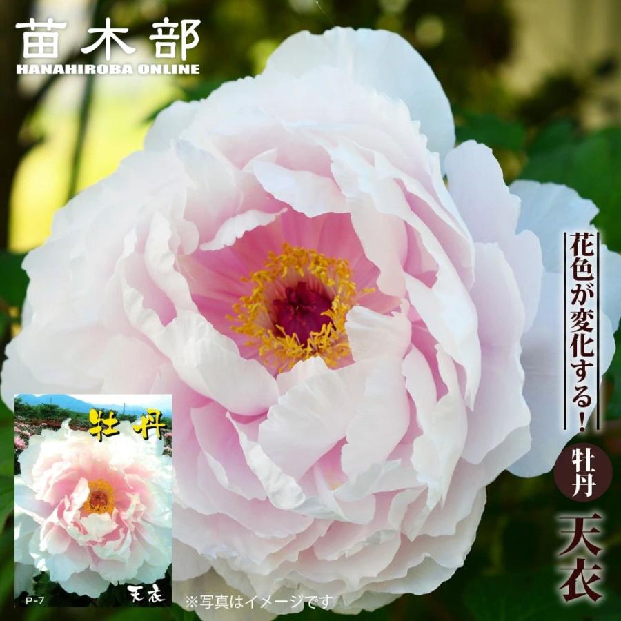 天衣 （薄桃色） 牡丹 2年生 6号スリット苗 : 苗木部 花ひろば