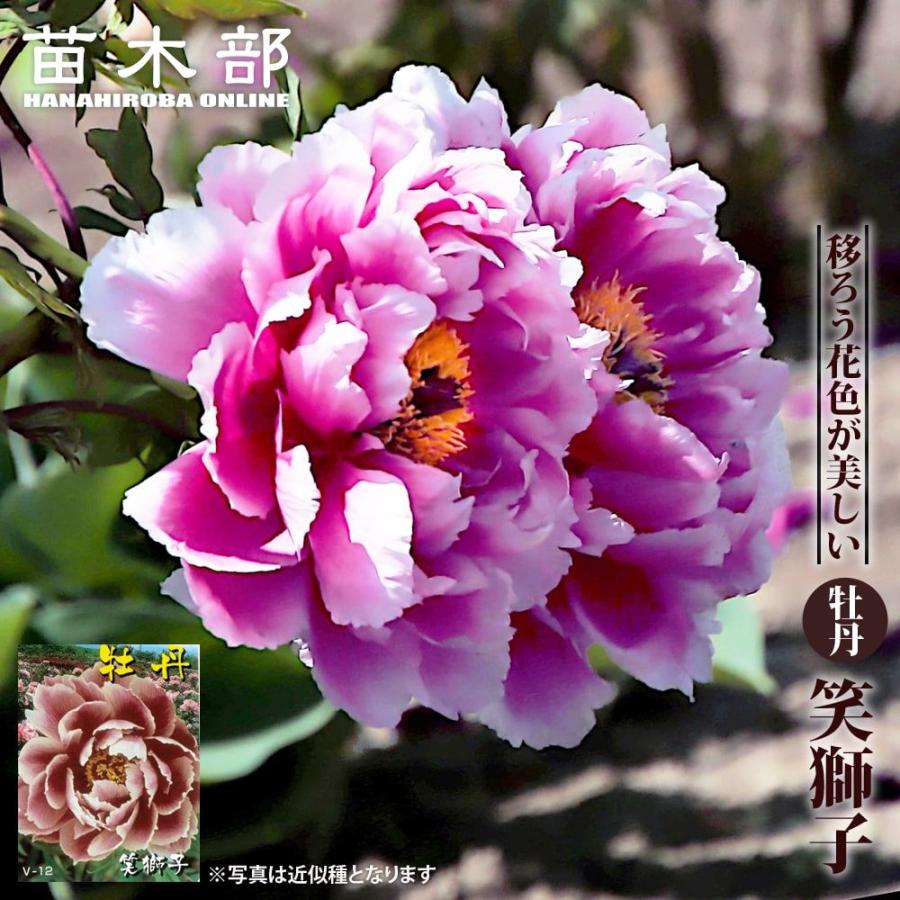 笑獅子（わらいじし） （ピンク色） 牡丹 2年生 6号ポット苗 : 苗木部