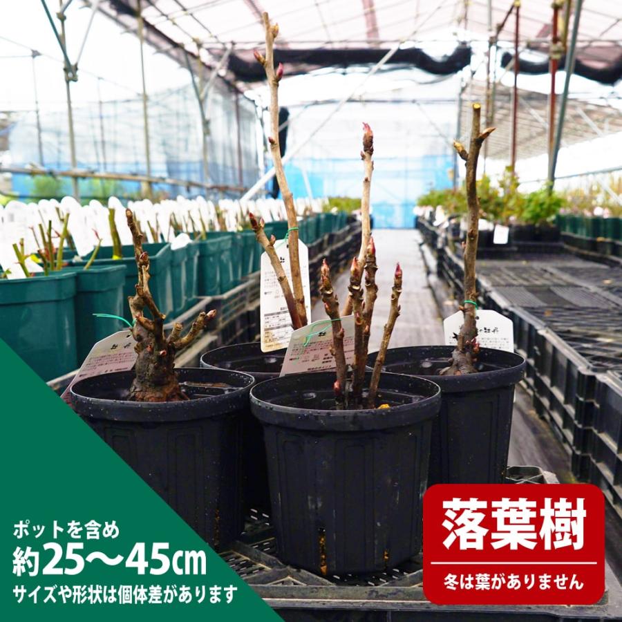 笑獅子（わらいじし） （ピンク色） 牡丹 2年生 6号ポット苗 : 苗木部