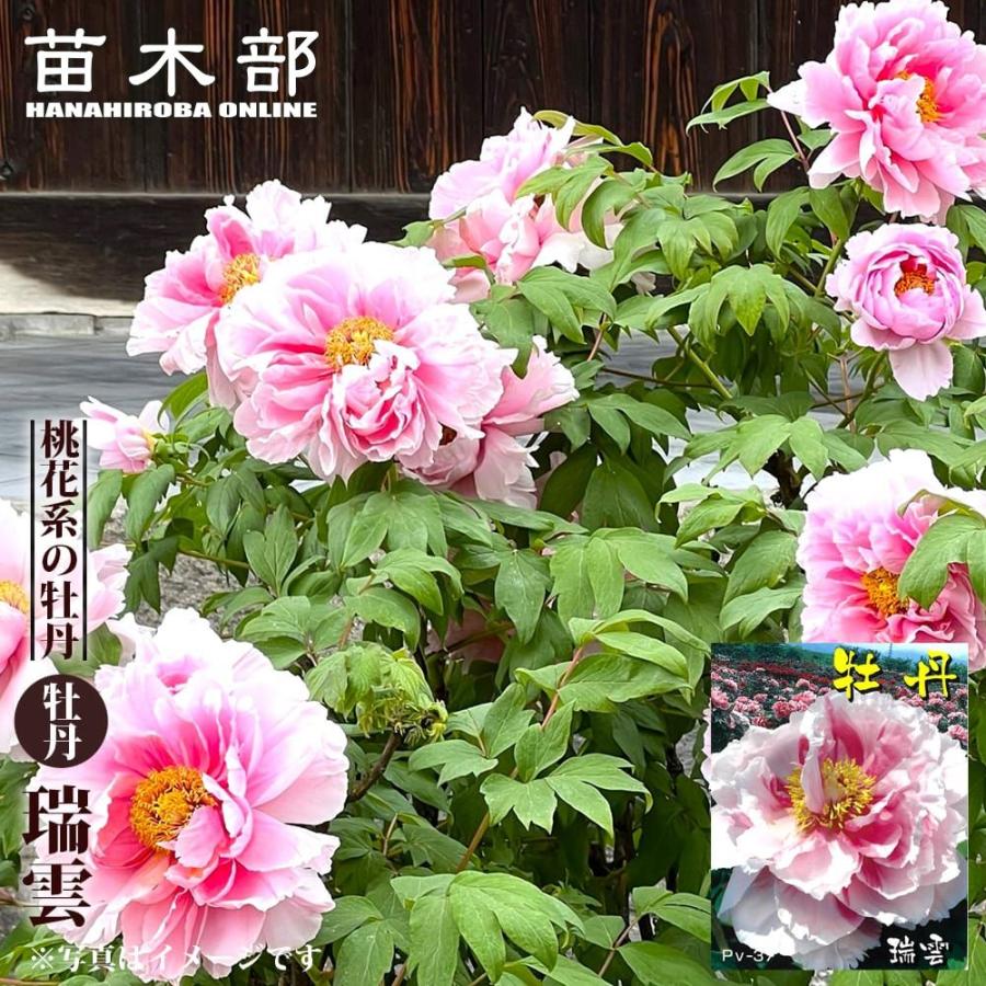 瑞雲 牡丹 2年生 6号スリット苗 : 苗木部 花ひろばオンライン - 通販