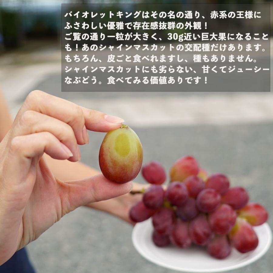 バイオレットキング ぶどう 1年生接木苗 ウィルスフリー 登録品種