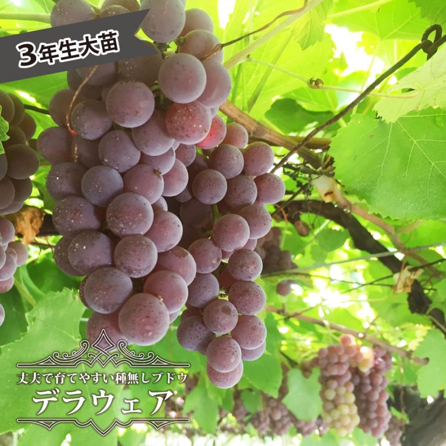 デラウェア ぶどう 3年生接木1.1m大苗 ウィルスフリー 産地で剪定済