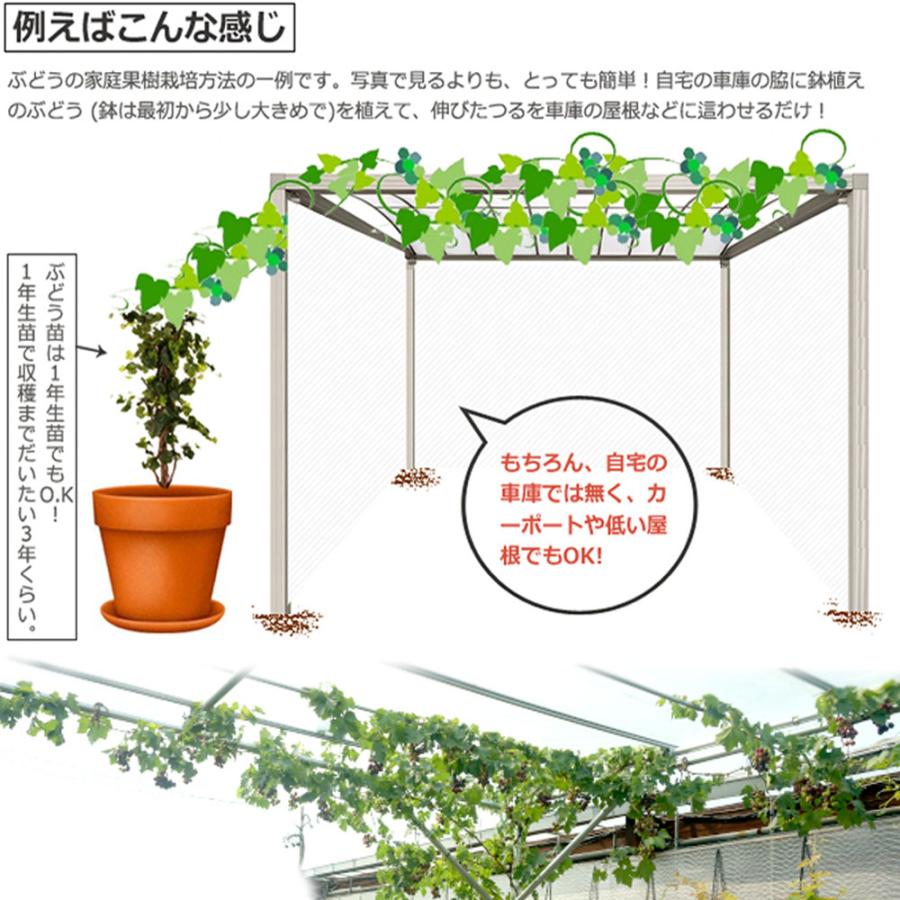 デラウェア ぶどう 3年生接木大苗 長尺 ウィルスフリー 大型宅配便