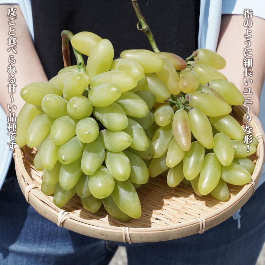 ゴールドフィンガー ぶどう 1年生挿木苗 : 苗木部 花ひろばオンライン