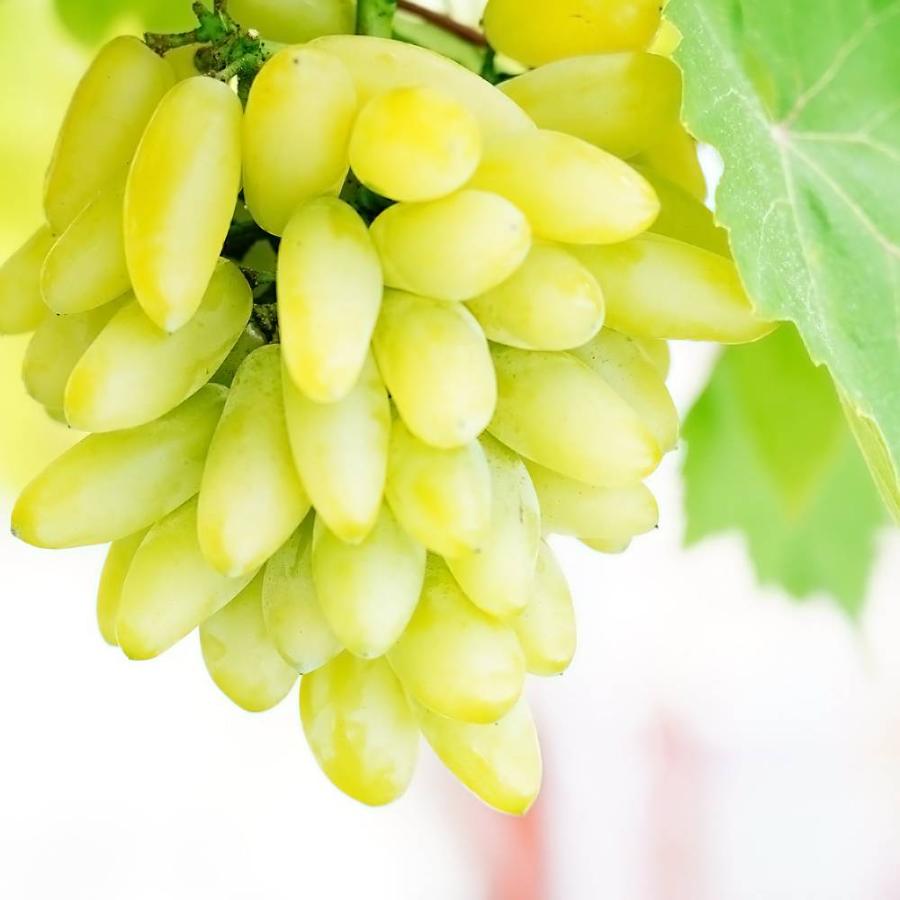 ゴールドフィンガー ぶどう 1年生挿木苗 : 苗木部 花ひろばオンライン