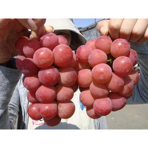 红木葡萄雕 悟紅玉（ゴルビー） 超大粒ぶどう 3年生接木1.1m大苗 ウィルスフリー