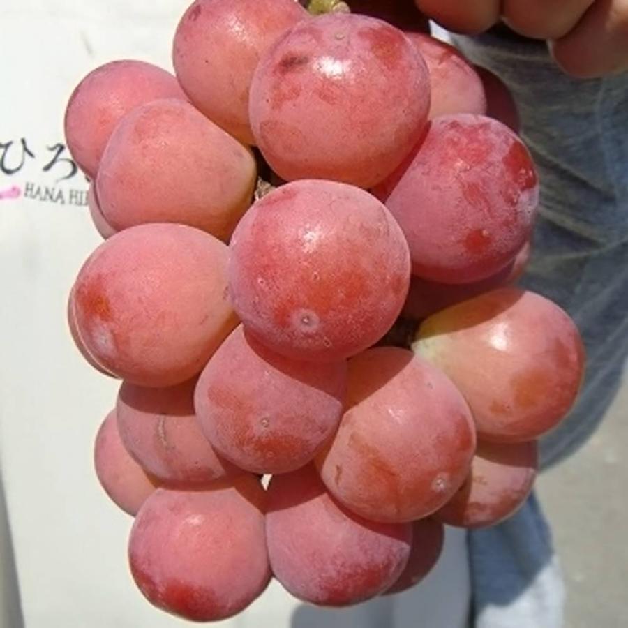 3️⃣ 山梨県産 種無し悟紅玉【ゴルビー】１０房入り 箱込み5.5キロ 悟紅玉（ゴルビー） 超大粒ぶどう 1年生挿木苗 : 苗木部 花ひろば