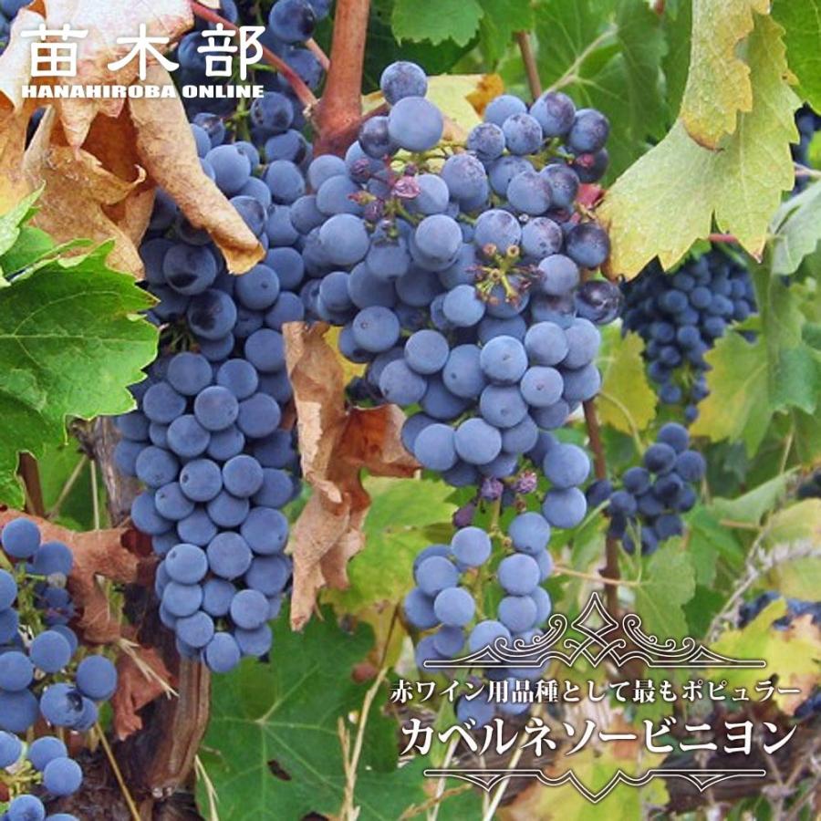 カベルネソービニヨン 赤ワイン用ぶどう 3年生挿木大苗 長尺 大型宅配