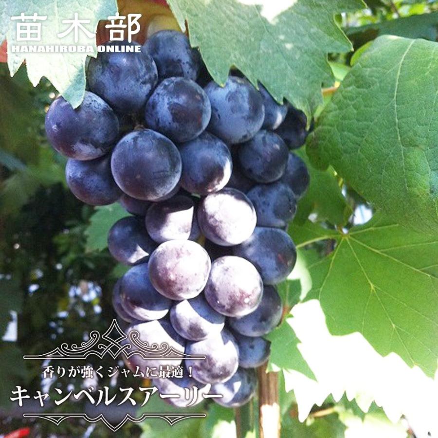 キャンベルアーリー ぶどう 3年生接木1.1m大苗 ウィルスフリー 産地で