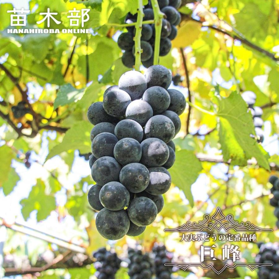 巨峰 黒ぶどう 1年生挿木苗 Budou Kyohou Sashiki 苗木部 花ひろばオンライン 通販 Yahoo ショッピング