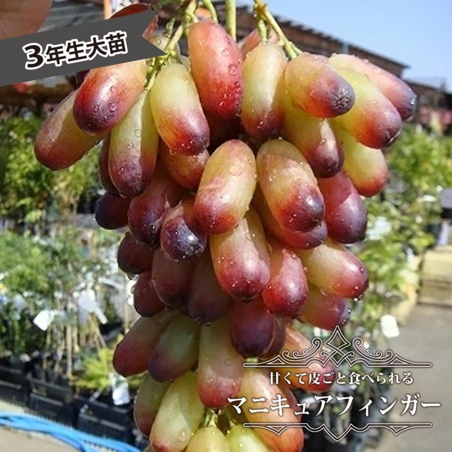 ブドウ 苗木 マニキュアフィンガー ウィルスフリー 3年生 接ぎ木 大苗 ぶどう 西濃運輸お届け 北海道 沖縄 離島不可 Www Janasamachar Com