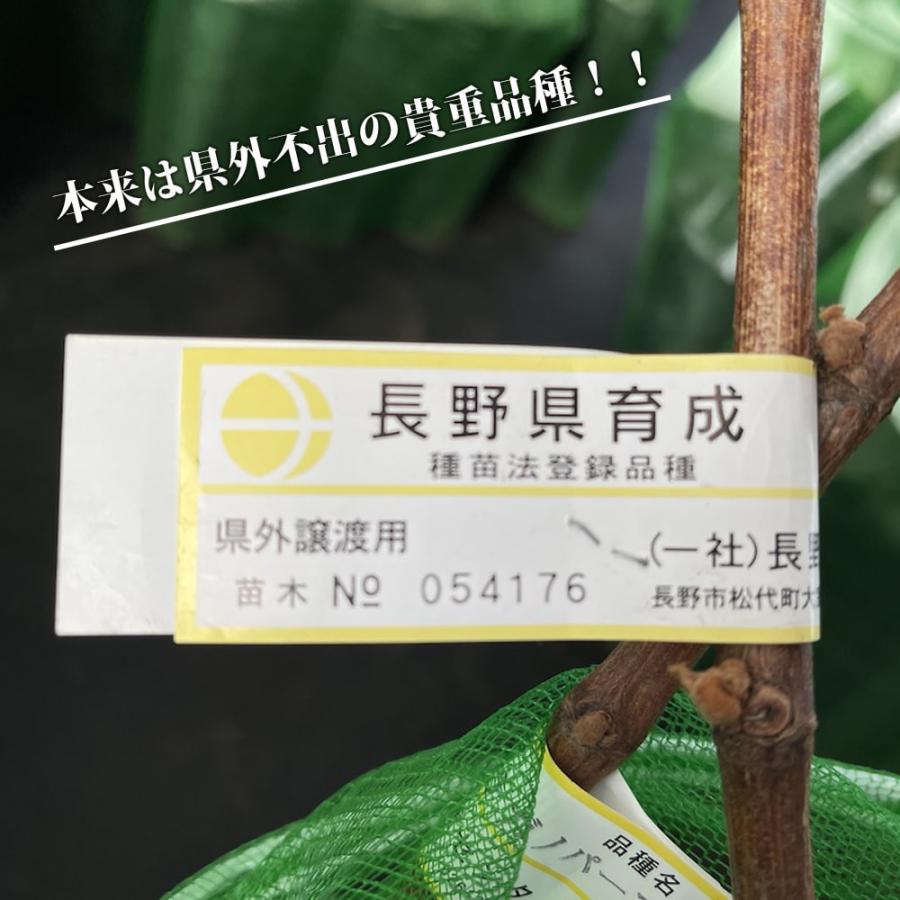 ナガノパープル ぶどう 3年生接木苗 1.1m苗 ウィルスフリー 登録品種