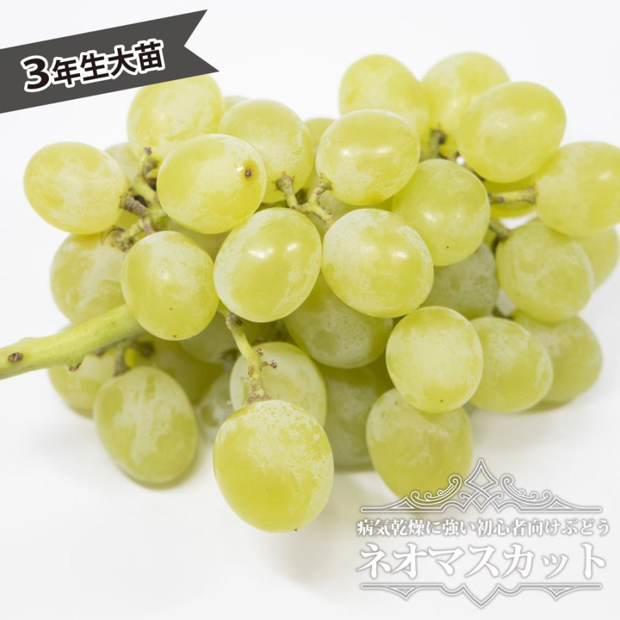 ネオマスカット ぶどう 3年生接木大苗 1.1m苗 産地で剪定済 爆買