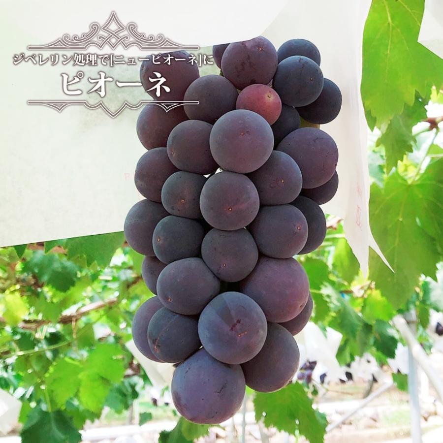 雄宝 大苗 2本 2年生 ウイルスフリー 5BB接木 雄宝 大苗 2本 2年生