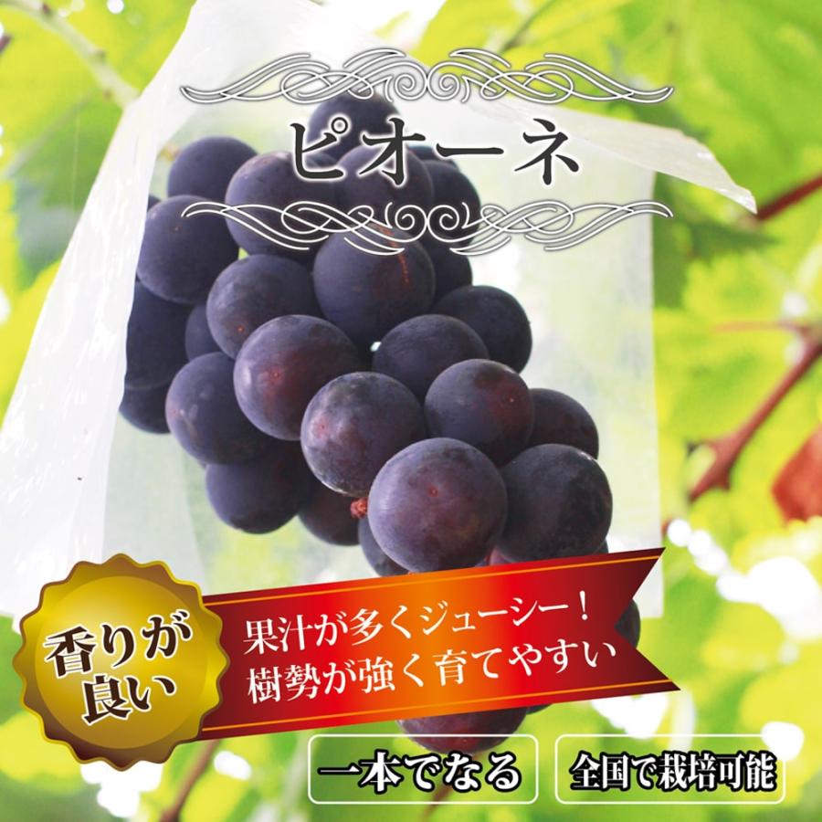 ピオーネ ぶどう 3年生接木1.1m大苗 ウィルスフリー 産地で剪定済 1.1m