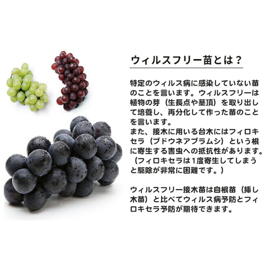 ピオーネ ぶどう 3年生接木1.1m大苗 ウィルスフリー 産地で剪定済 1.1m