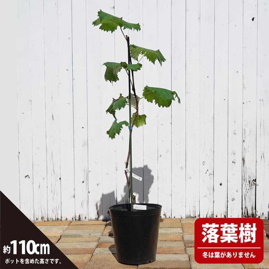 ピオーネ ぶどう 3年生接木1.1m大苗 ウィルスフリー 産地で剪定済 1.1m