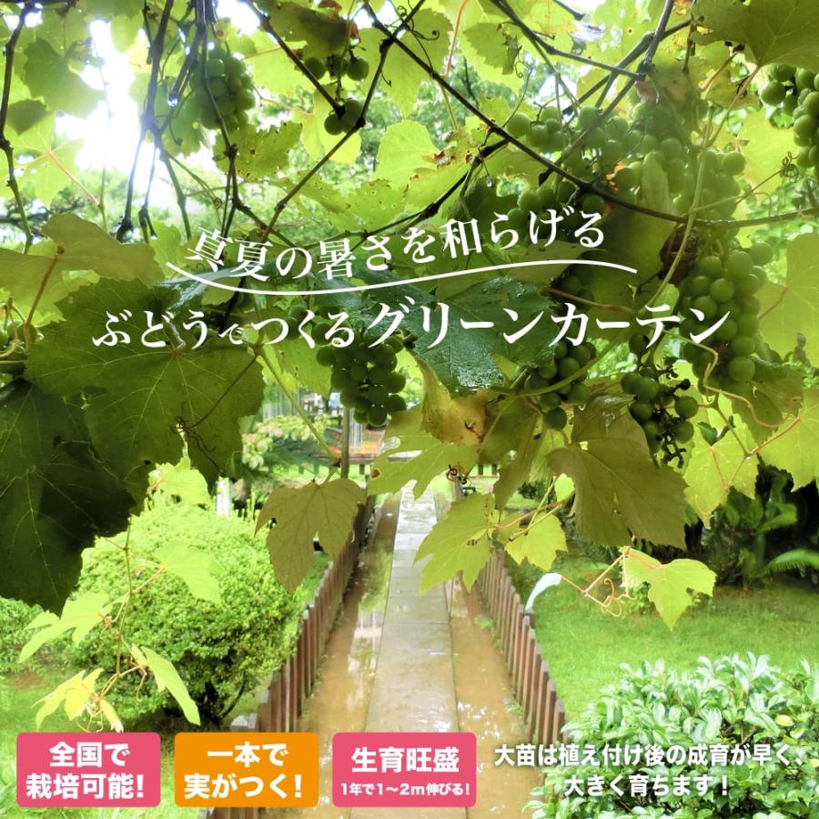 ピオーネ ぶどう 3年生接木1.1m大苗 ウィルスフリー 産地で剪定済 1.1m