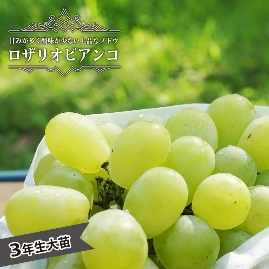 ロザリオビアンコ ぶどう 3年生接木1.1m大苗 ウィルスフリー 産地で